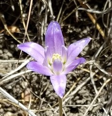 Brodiaea terrestris