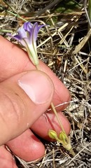 Brodiaea terrestris