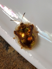 Deloyala guttata