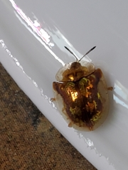 Deloyala guttata