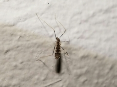 Erioptera caliptera