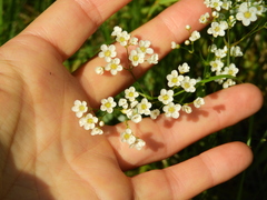 Eremogone longifolia