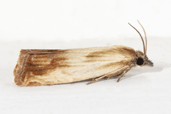 Eucosma umbrastriana