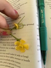 Ranunculus acris acris