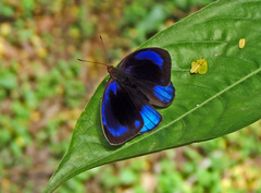 Eunica eurota