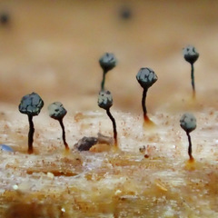 Cribraria rufa