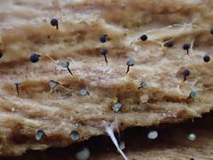 Cribraria rufa