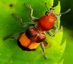 Enoclerus ichneumoneus