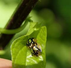 Deloyala guttata