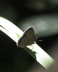 Hermeuptychia intricata