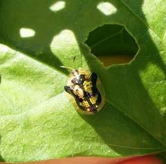 Deloyala guttata
