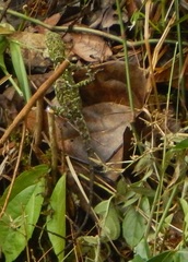 Anolis petersii