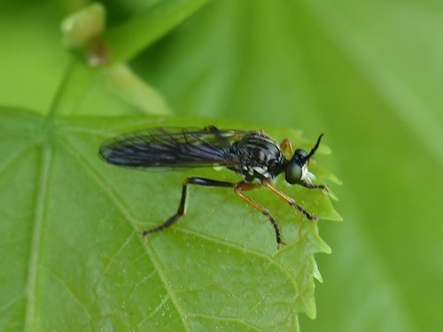 common red-legged robberfly, Groesbeek, Nederland, photo 10 of 10