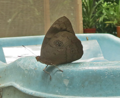 Eunica eurota
