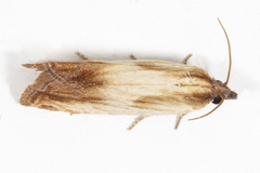Eucosma umbrastriana
