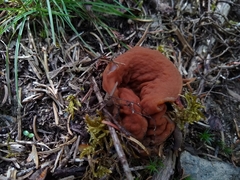 Gyromitra perlata