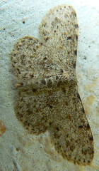 Scopula nigrinotata