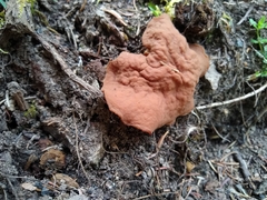 Gyromitra perlata