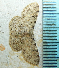 Scopula nigrinotata