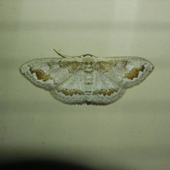 Dithalama cosmospila