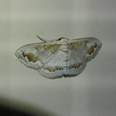 Dithalama cosmospila