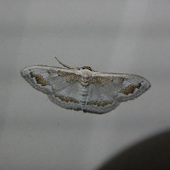 Dithalama cosmospila