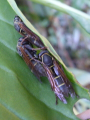Polistes pacificus