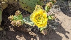 Opuntia chisosensis