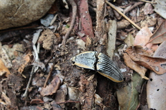 Chalcolepidius rugatus