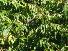 Schistochlamys ruficapillus