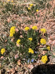 Oreoxis alpina