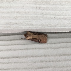 Agrotis vancouverensis