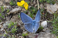 Iolana iolas