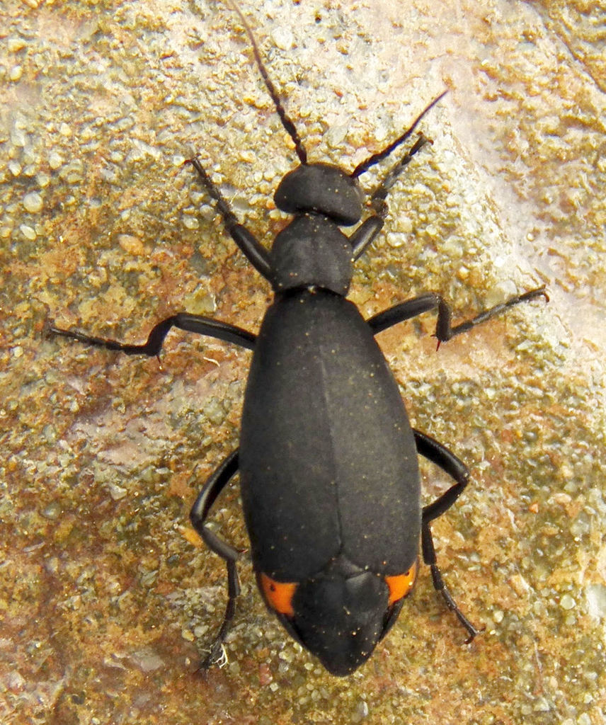 Red-cornered Blister Beetle
