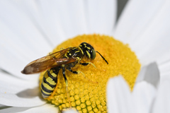 Philanthus crabroniformis