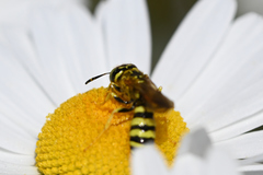 Philanthus crabroniformis