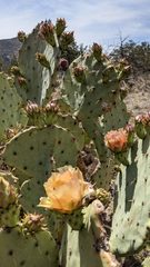 Opuntia chisosensis