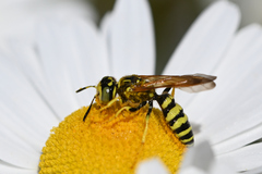 Philanthus crabroniformis