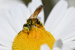 Philanthus crabroniformis