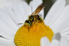 Philanthus crabroniformis