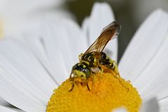 Philanthus crabroniformis