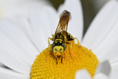 Philanthus crabroniformis