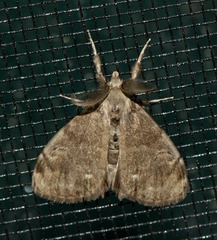 Dasychira plagiata