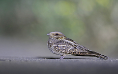 Caprimulgus ruficollis