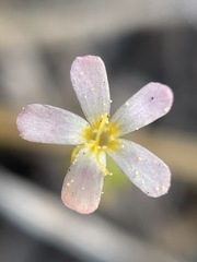 Leptosiphon ciliatus