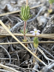 Leptosiphon ciliatus