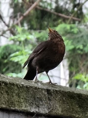 Turdus merula