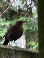 Turdus merula
