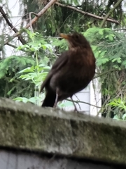 Turdus merula