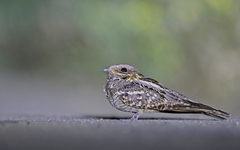 Caprimulgus ruficollis